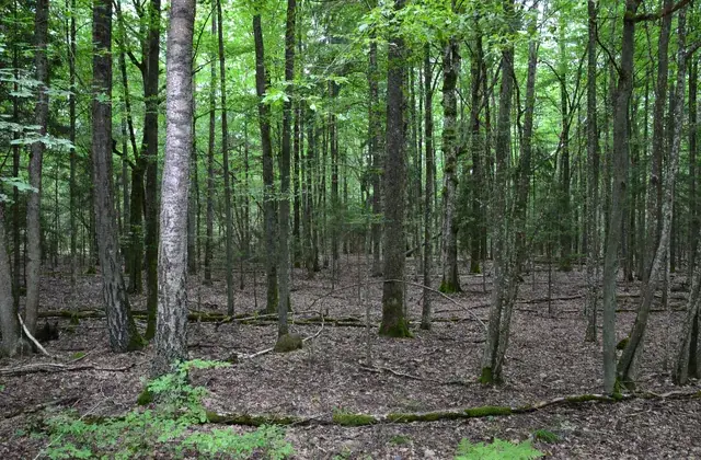 Pripyatsky National Park