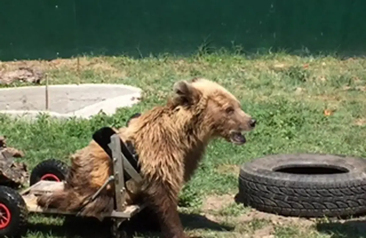 ARCTUROS Bear Sanctuary