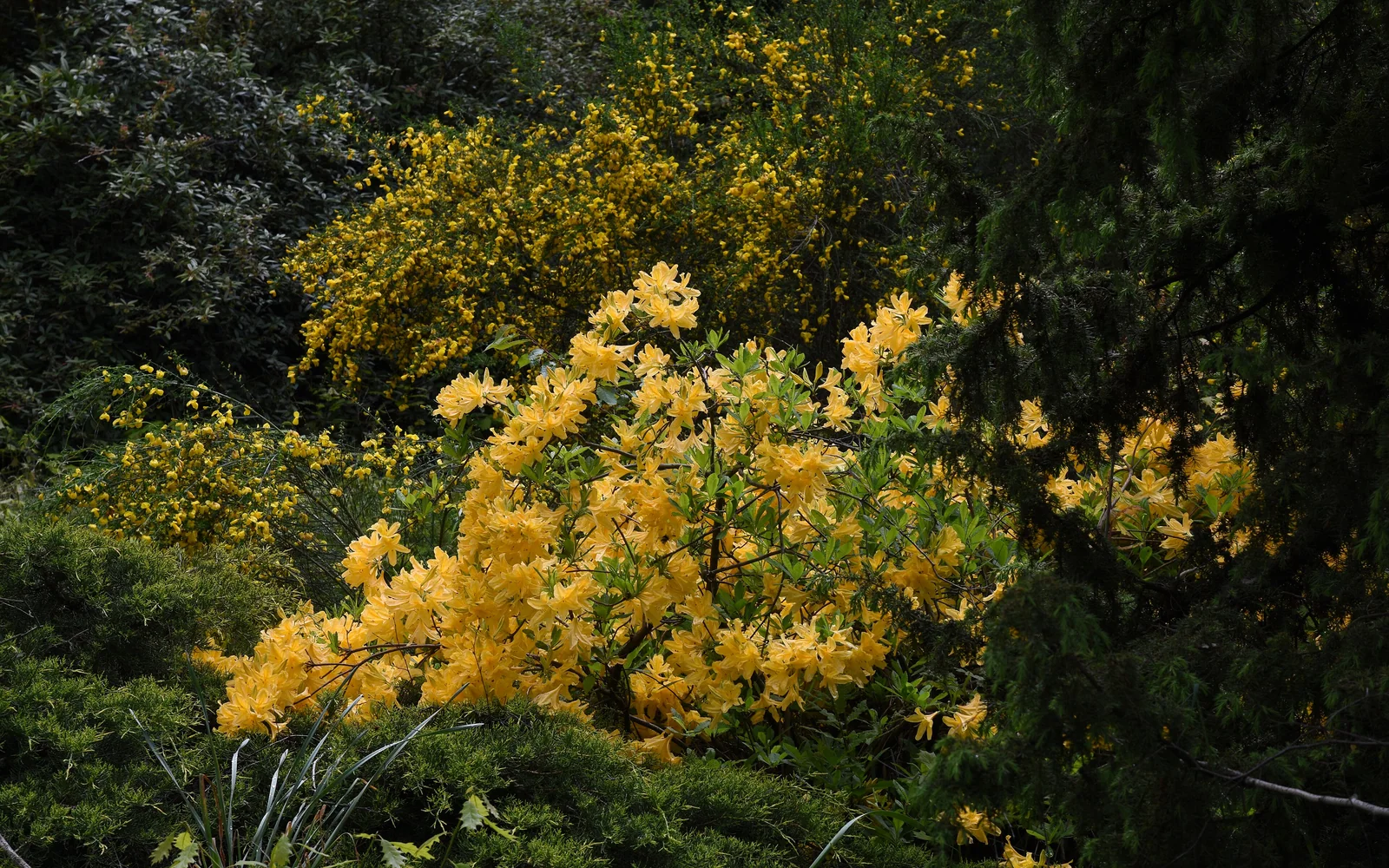 Jeli Arboretum