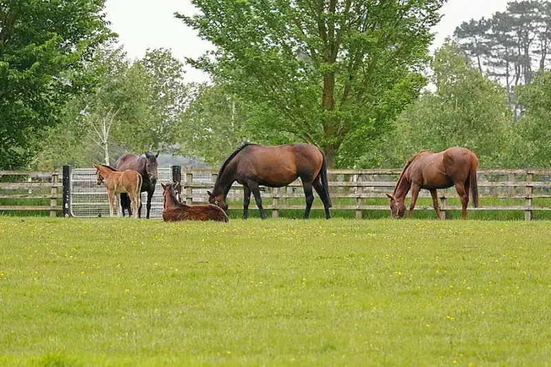 Irish National Stud