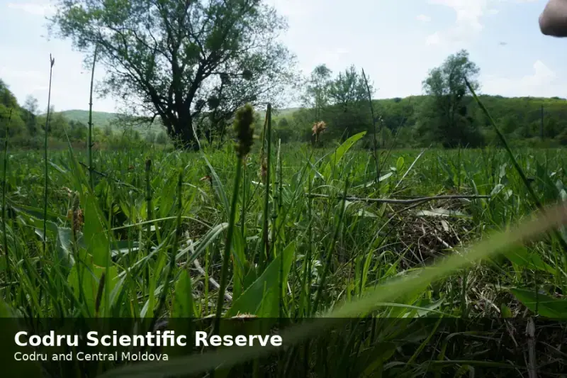 Codru Scientific Reserve