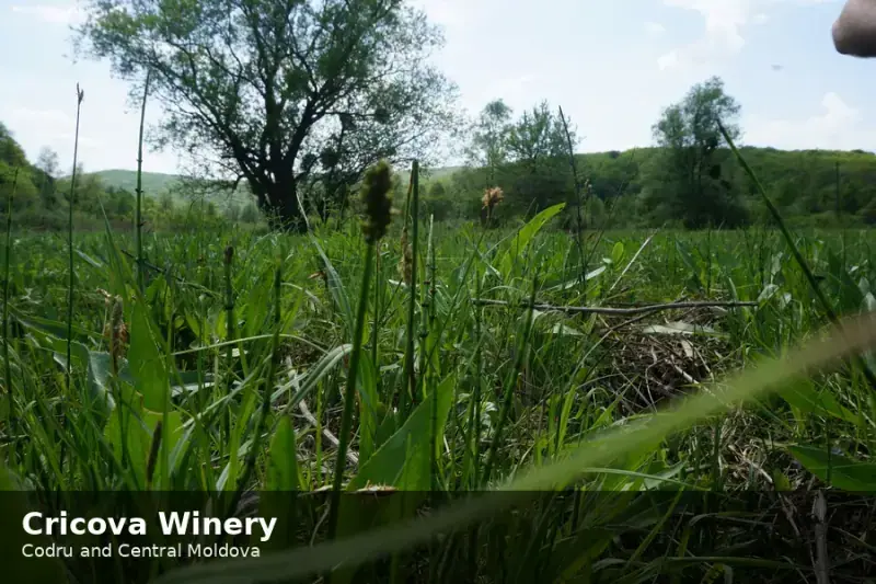 Cricova Winery