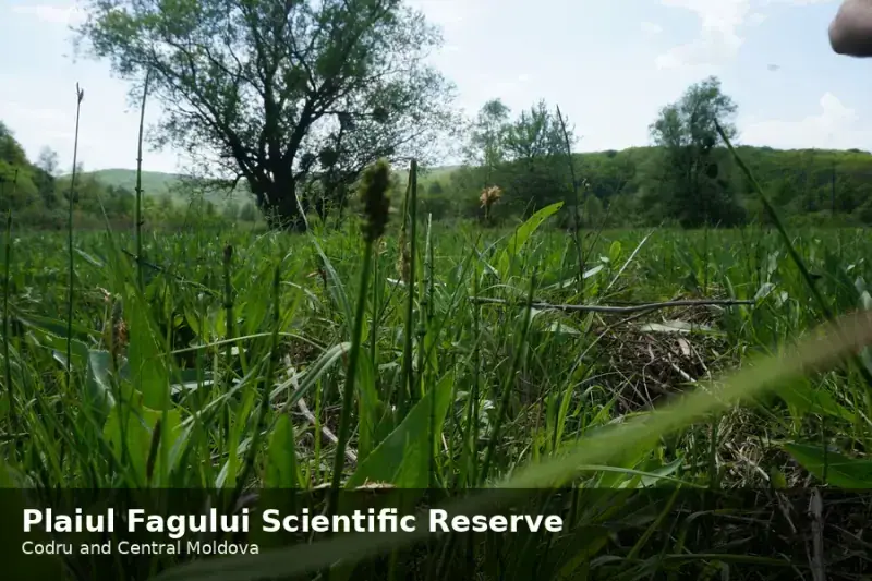 Plaiul Fagului Scientific Reserve