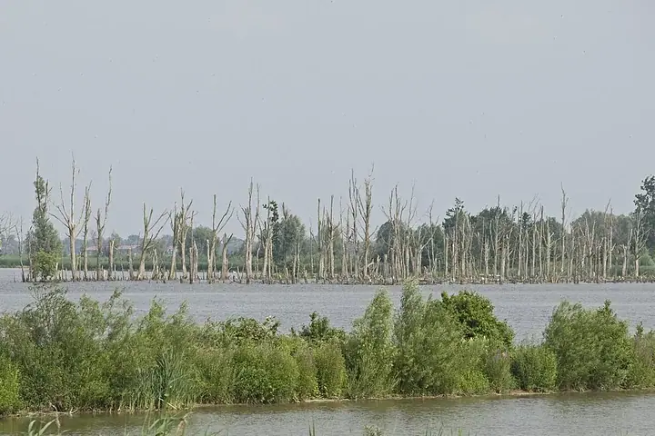Biesbosch National Park