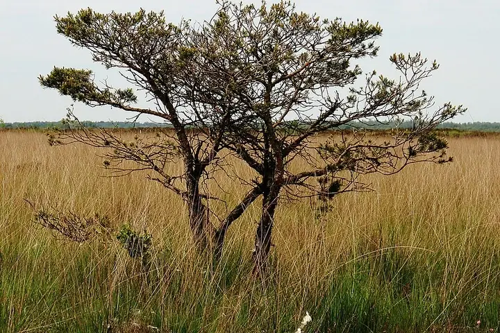 Drents-Friese Wold National Park