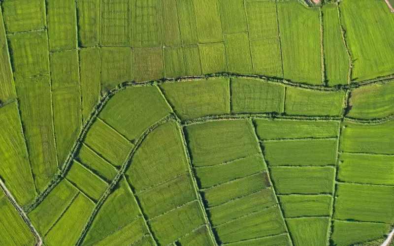 Kočani Rice Fields