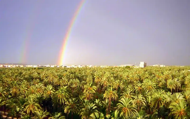 Palmeral of Elche