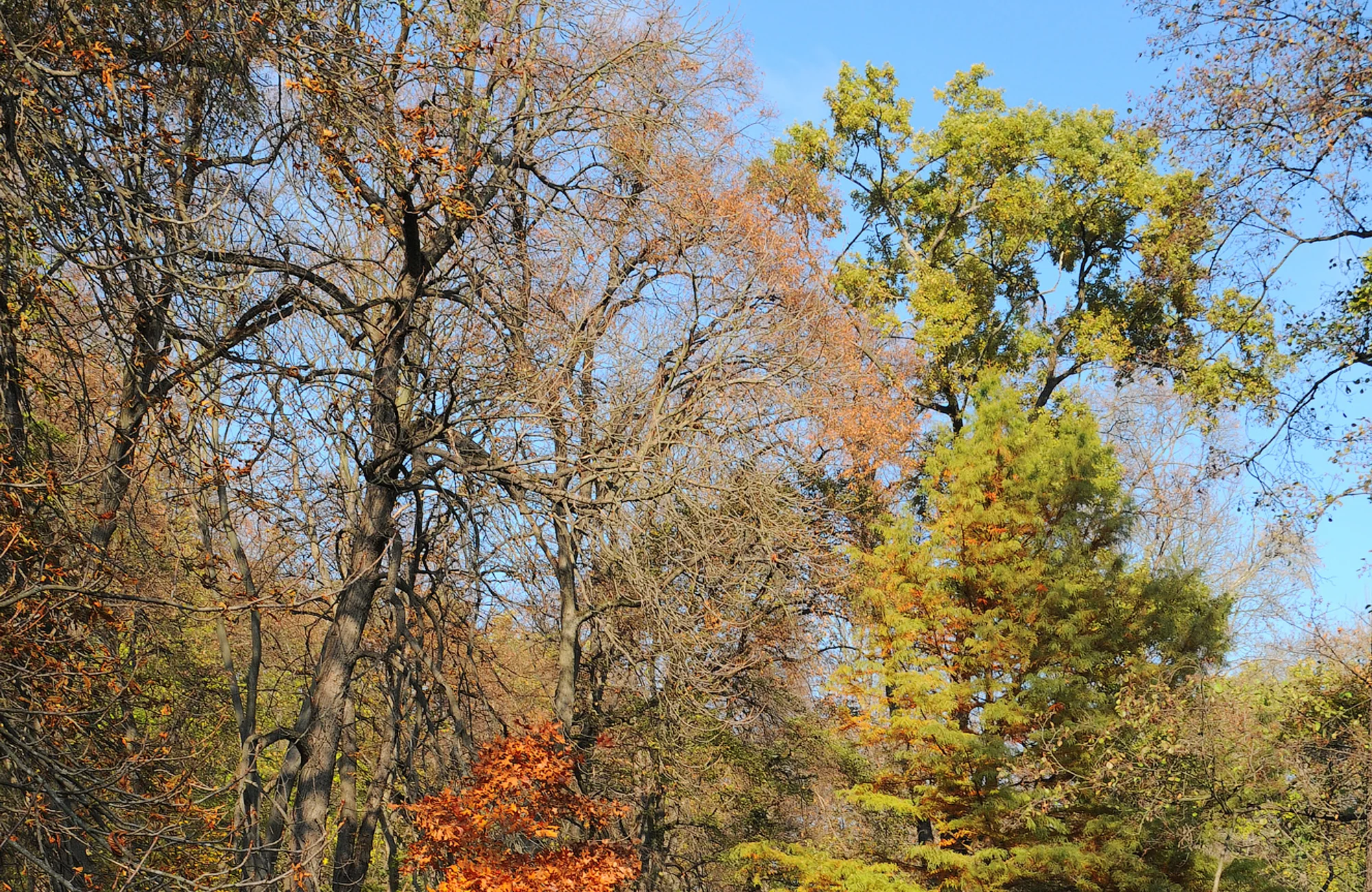 Sofiyivka Park, Uman